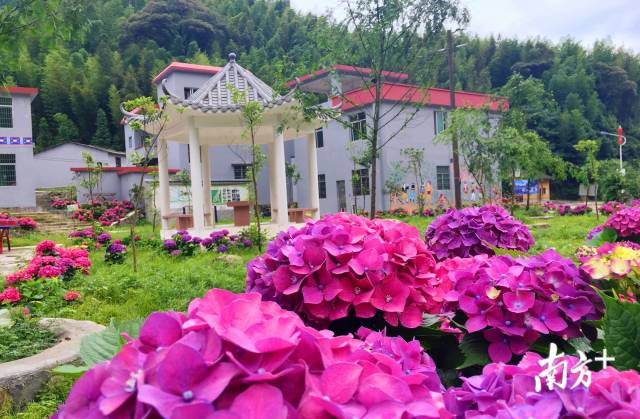 繡球花開。張萍 攝