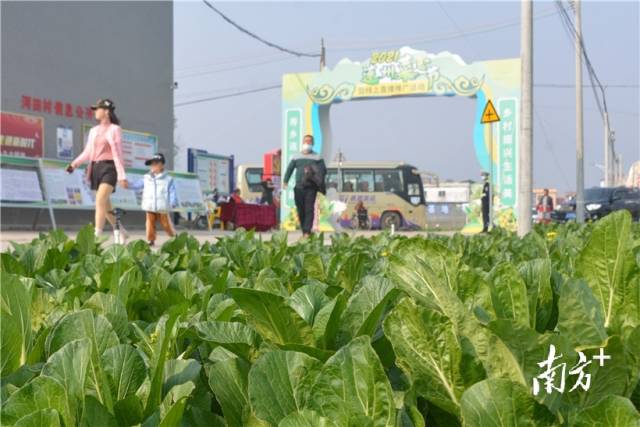 10日，2021連州菜心節(jié)暨線上直播推廣活動在西岸鎮(zhèn)河田村開幕。張曉欣 攝