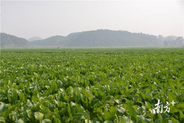 河田蔬菜基地內(nèi)，連片千畝菜心長勢喜人。張曉欣 攝