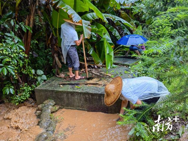 為保障陂嶺近三分之二村民用水，陂嶺村新老干部冒雨前往水源點解決集中供水問題。