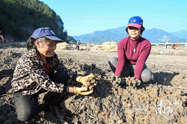 朱崗村水美塘馬蹄種植基地里，村民在采挖馬蹄。張曉欣 攝