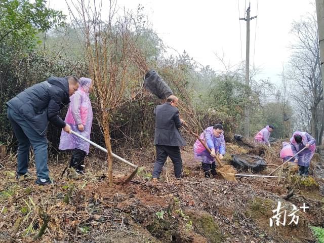 九陂鎮(zhèn)掀起全民義務(wù)植樹(shù)熱潮。