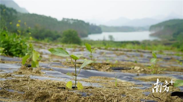 迎風搖曳、綠意盎然的五指毛桃種苗。