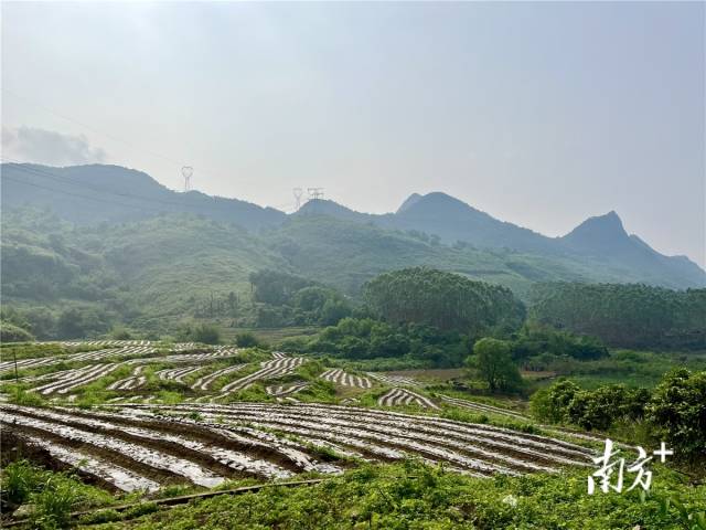 九陂鎮(zhèn)高相村打造的中藥材種植基地。