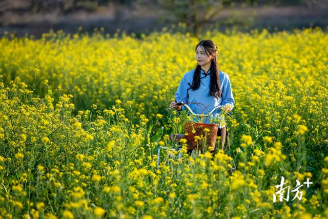 菜心花田。李少輝 攝