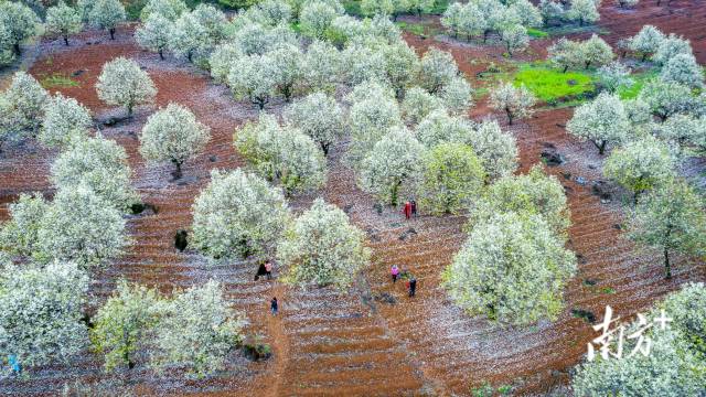 連州梨花。丘貴星 攝