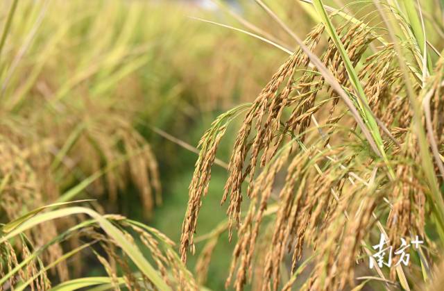 保安鎮(zhèn)建成800畝富硒絲苗米基地和1100畝富硒香芋種植區(qū)，帶動村民增收。黃津 攝