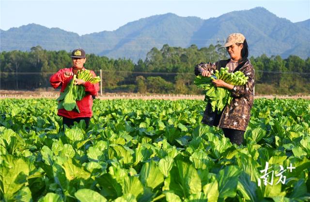 連州菜心。黃津 攝