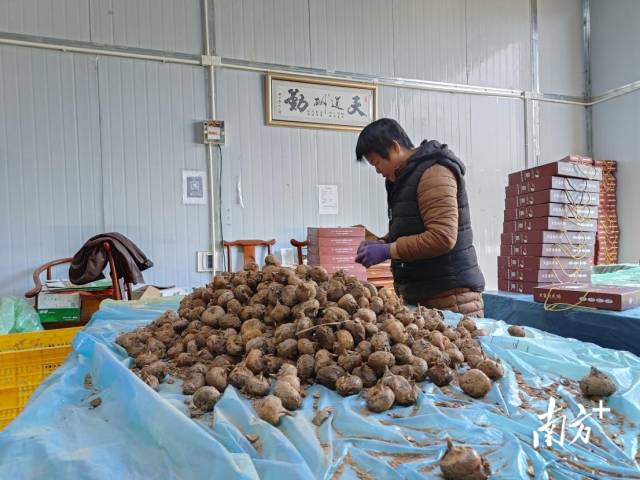 大富頭馬蹄獲評(píng)“嶺南生態(tài)氣候優(yōu)品”。
