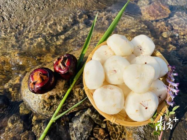 清甜無渣的大富頭村馬蹄。