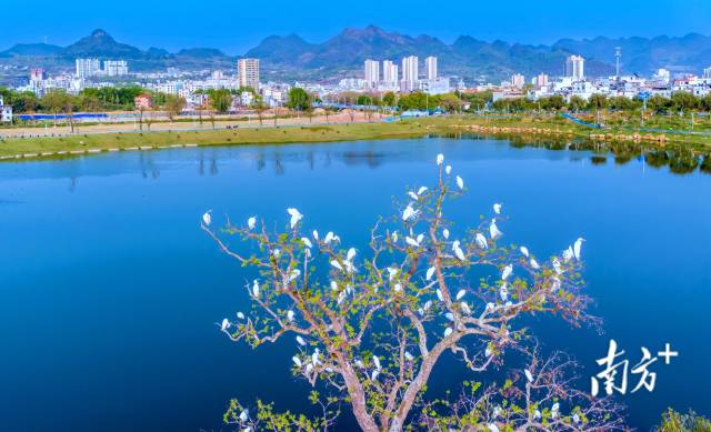 鳥類是“藍(lán)天精靈”，愛鳥護(hù)鳥，人人有責(zé)。羅敏 攝