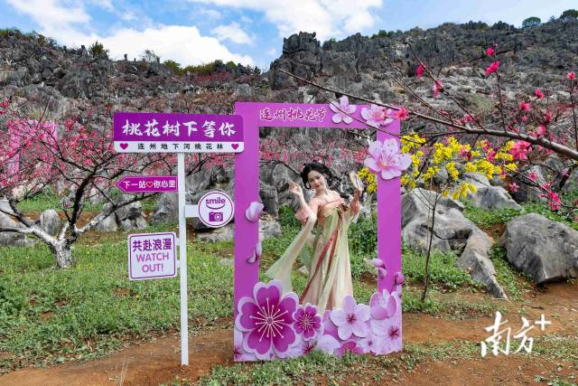 連州正以滿山桃色，向八方游客發(fā)出春日邀請(qǐng)。愛地旅游 供圖