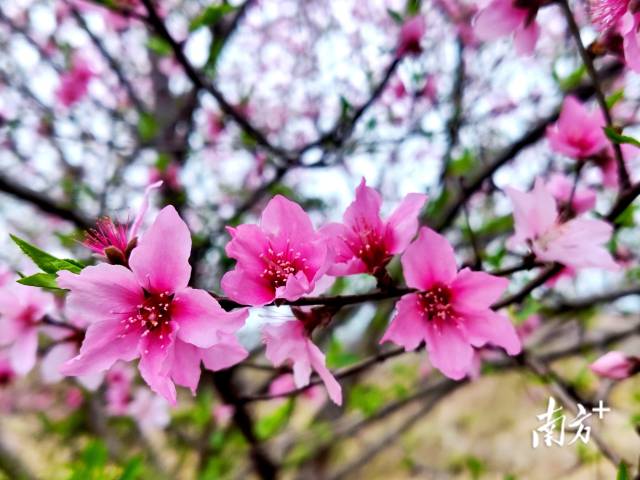 連州桃花花開正艷。黃瀅 攝