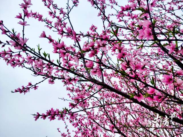連片的桃花綴滿枝頭，成為連州鄉(xiāng)村最動(dòng)人的底色。黃瀅 攝