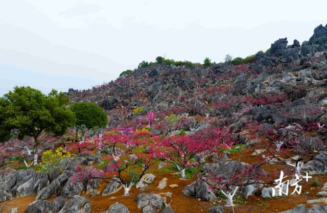 東陂鎮(zhèn)大洞村石林桃花園內(nèi)層層疊疊的桃花。愛地旅游 供圖