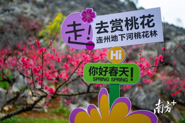 眼下正值連州桃花最佳觀賞期。愛地旅游 供圖